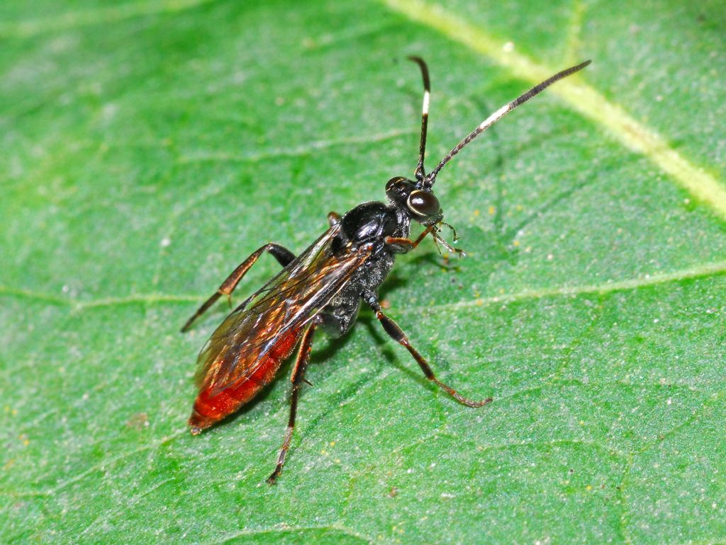 Tenthredinidae ?  No, Ichneumonidae da id.